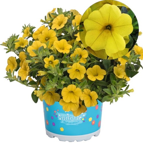 Calibrachoa 'Aloha Kona Yellow' - Puispetuunia 'Aloha Kona Yellow'